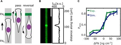 Mesenchymal cell migration on one-dimensional micropatterns